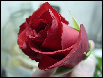 bon fleur