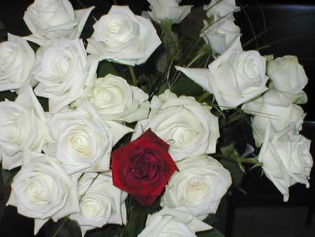 des belles fleurs