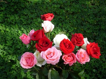 des belles fleurs