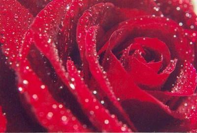 Rose Rouge